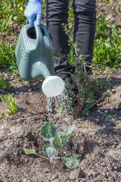 Фермер поливает молодых зеленых капустных саженцев с помощью пластиковой ва — стоковое фото