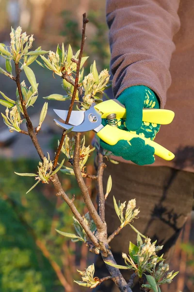 Agricultoras Cuidam Jardim Poda Primavera Árvore Fruto Mulher Com Tesoura — Fotografia de Stock