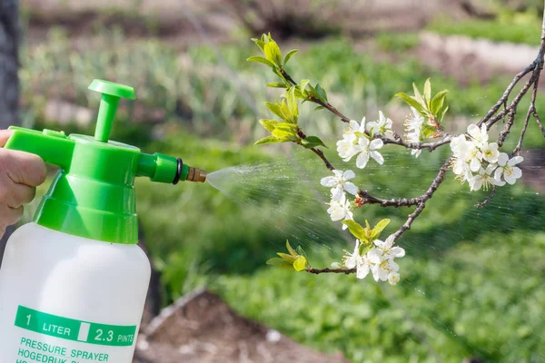 Farmer is sprinkling water solution on branches of pump tree with white flowers. Protecting fruit trees from fungal disease or vermin in spring. Selective focus on pressure sprayer