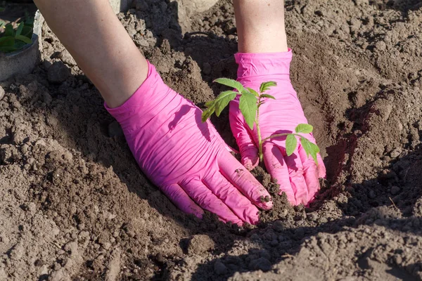 Mãos Perto Jardineiro Feminino Está Plantando Mudas Tomate Solo Jardim — Fotografia de Stock