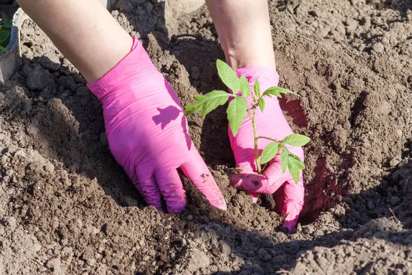 Cerca Las Manos Jardinera Está Plantando Plántulas Tomate Suelo Del — Foto de Stock