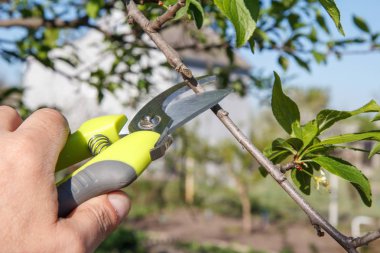 Budayıcı ile erkek çiftçi erik ağacı ipuçları makası