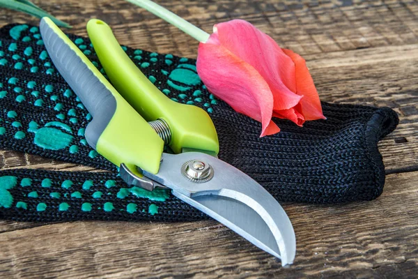 Garden glove, pruner and cut tulip on wooden board — Stock Photo, Image