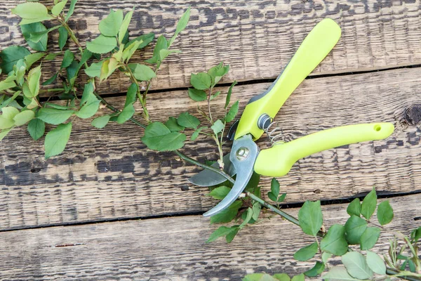 Pruner and cut branch of rose on wooden board — Stock Photo, Image