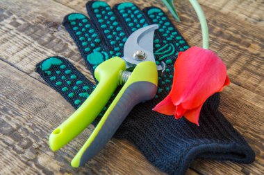 Bahçe eldiveni, budayıcı ve ahşap tahta üzerinde kesme Lale