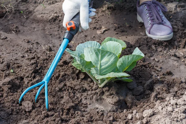 Rolnik jest spulchnianie gleby wokół kapusta za pomocą ręki ogród ra — Zdjęcie stockowe