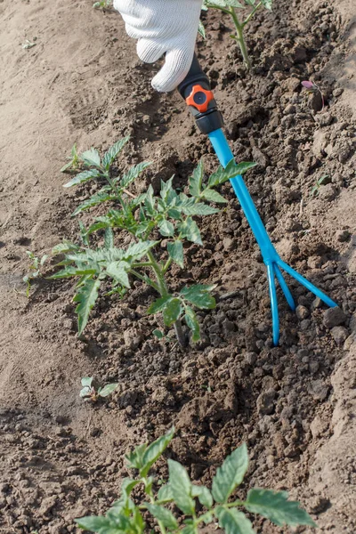 Фермер розпушує грунт навколо кущів помідорів, використовуючи ручний одяг — стокове фото