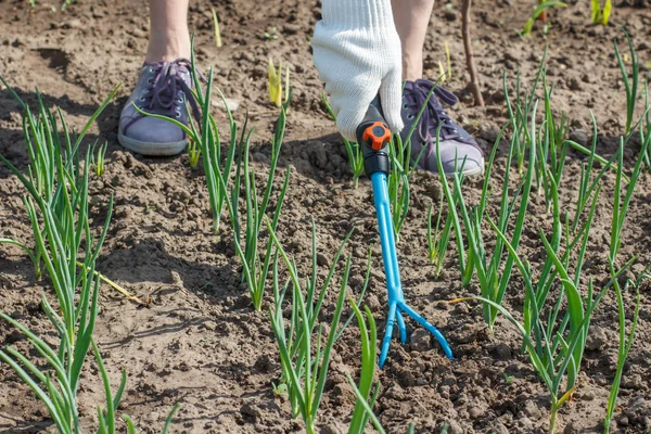 Landwirt lockert Boden rund um die Zwiebeln mit Gartenharke — Stockfoto