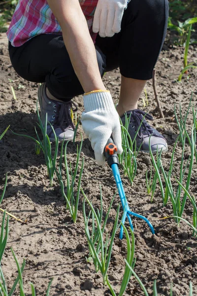 Фермер расчищает почву вокруг лука с помощью садовой раки — стоковое фото