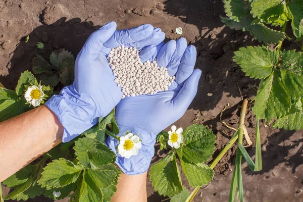 Фермерські руки в гумових рукавичках дають хімічне добриво — стокове фото