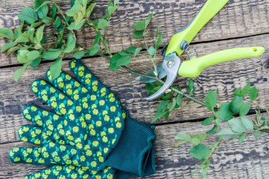 Bahçe eldiven, budayıcı ve kesme gül ahşap kurullarında Şubesi