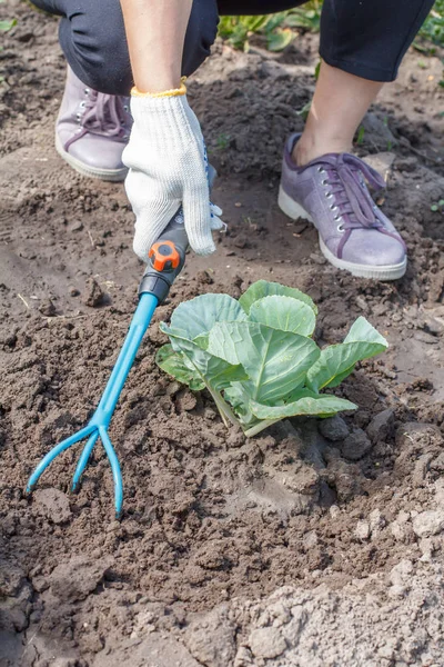 Agricultor está soltando o solo em torno do repolho usando ra jardim mão — Fotografia de Stock