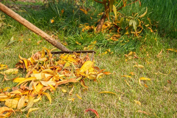 Jardinero limpia un jardín con un rastrillo en otoño . —  Fotos de Stock