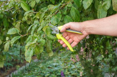 Budayıcı ile erkek çiftçi elma ağacı ipuçları makası