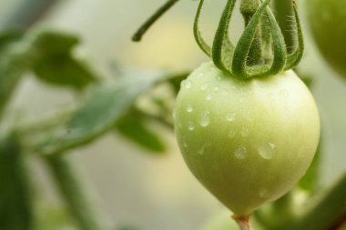 Bush bahçede büyüyen olgunlaşmamış yeşil domates.