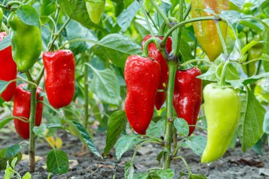 Bahçede yetişen olgun ve olgunlaşmamış çan biberleri..