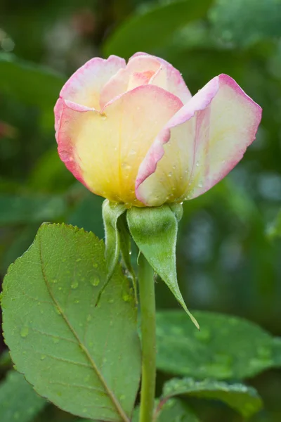 Rose bud on stem with leaves on blurred background.