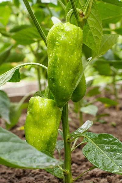 Unripe bell peppers growing on bush in the garden — Stock Photo, Image