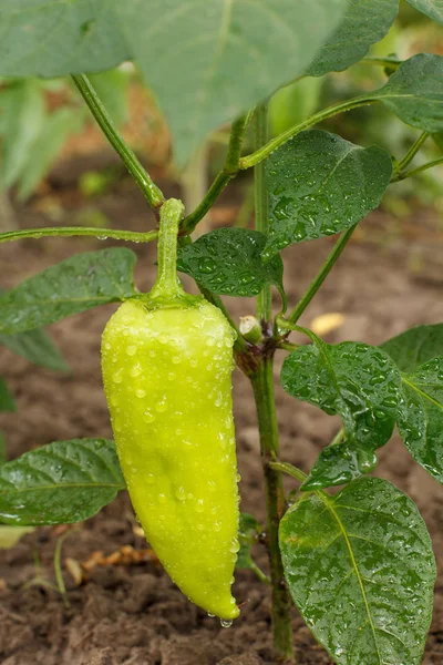 Bell pepper growing on bush in the garden. Bulgarian or sweet pepper. — Stock Photo, Image