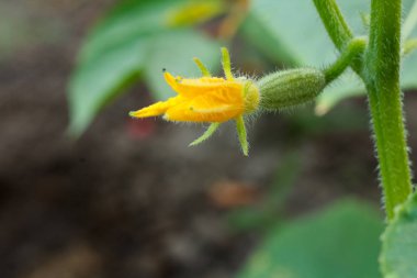 Genç salatalık ile bush üzerinde büyüyen çiçek