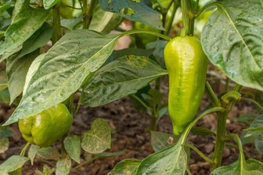 Bahçede yetişen olgunlaşmamış çan biberleri.