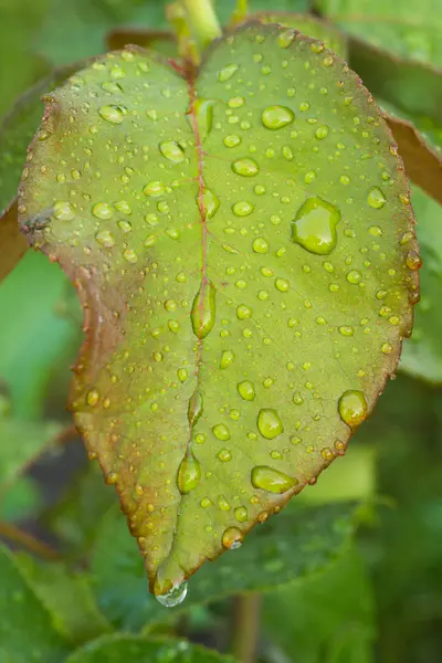 Rose leaf with water drops in the garden. — Stock Photo, Image