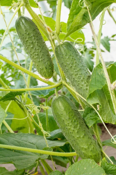 Frische reife Gurken, die im Gewächshaus wachsen. — Stockfoto