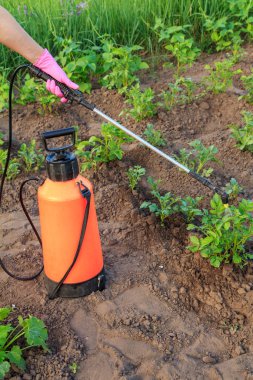 Patates bitkilerini püskürtme ile mantar hastalığından veya haşarattan koruma.