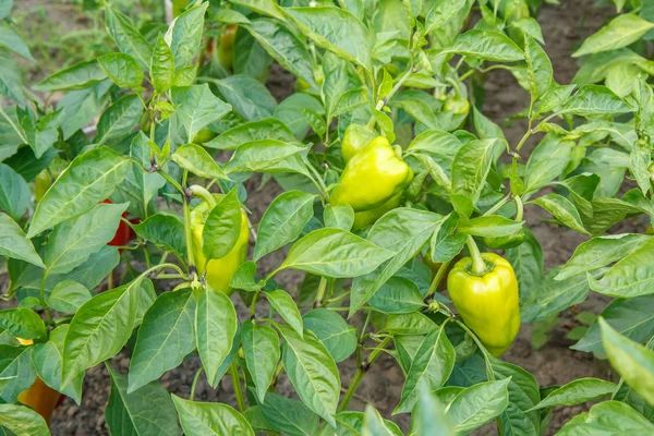 Unripe bell pepper growing on bush in the garden — Stock Photo, Image