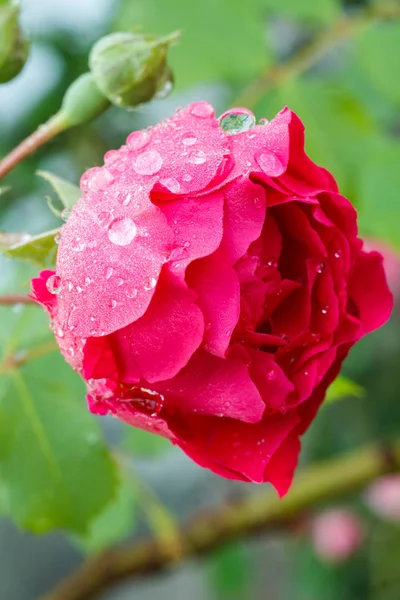 Rose bud on stem with leaves on blurred background.