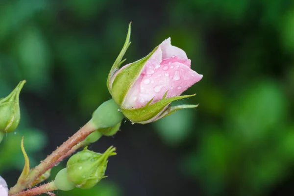 Rose bud on stem with leaves on blurred background.