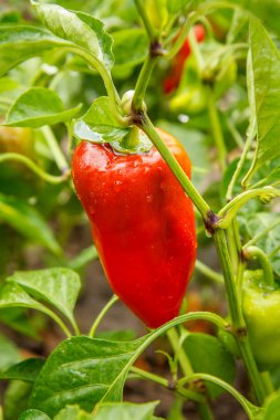 Bahçede Bush üzerinde büyüyen biber. Bulgar veya tatlı biber