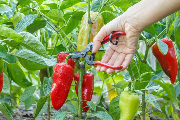 Hand with pruner and ripe bell pepper growing on bush in the garden.