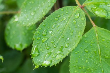 Gül bahçede su damlaları ile bırakır.