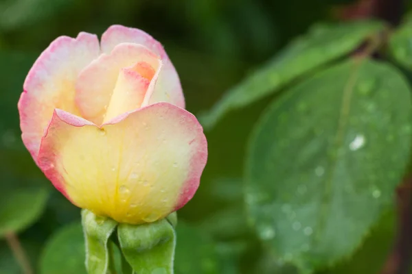 Rose bud on stem with leaves on blurred background.