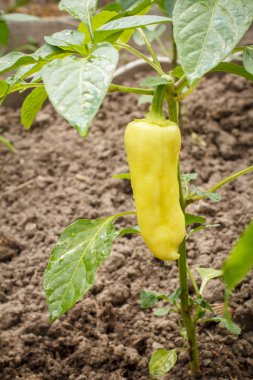 Bahçede Bush üzerinde büyüyen biber. Bulgar veya tatlı biber.