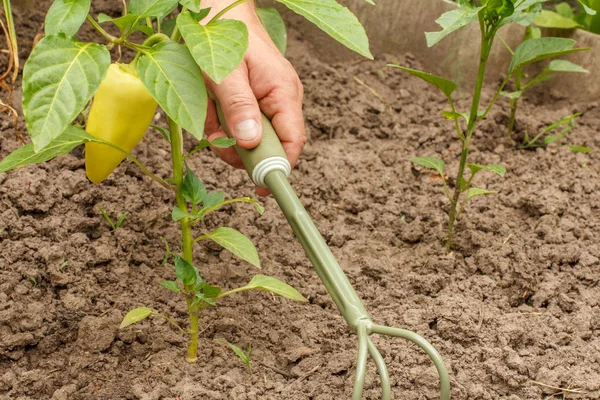 Paprika wächst auf einem Strauch im Garten. bulgarische oder süße Paprika. — Stockfoto