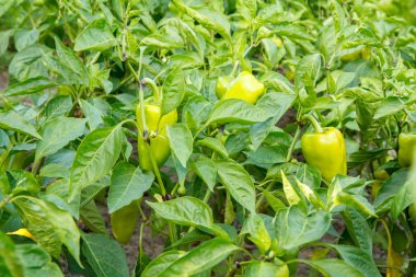 Bahçede yetişen olgunlaşmamış çan biberleri.