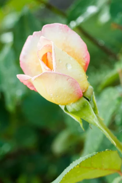 Rose bud on stem with leaves on blurred background.
