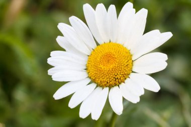 Bulanık doğal bir geçmişi olan papatya çayı.