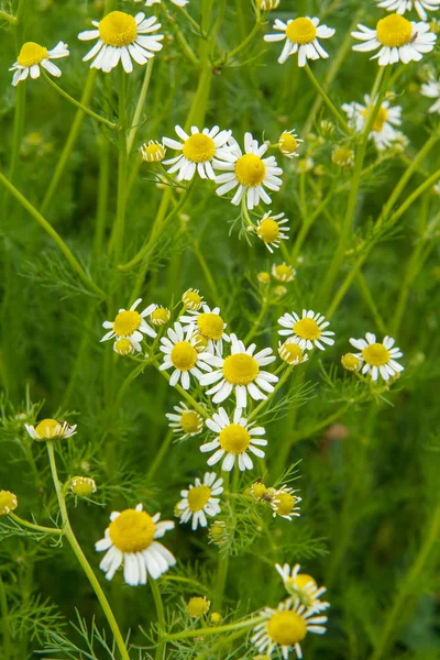 Camomilla con gli stessi fiori sfocati sullo sfondo . — Foto Stock