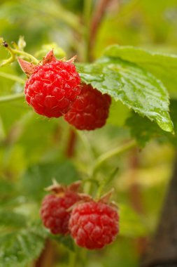 Olgun ahududular bahçede yetişir..