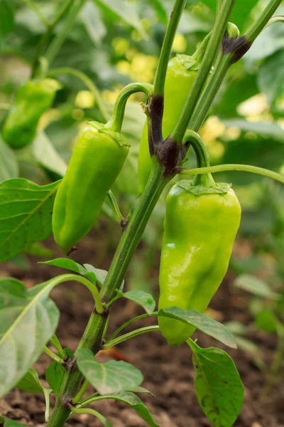 Unripe bell peppers growing on bush in the garden — Stock Photo, Image