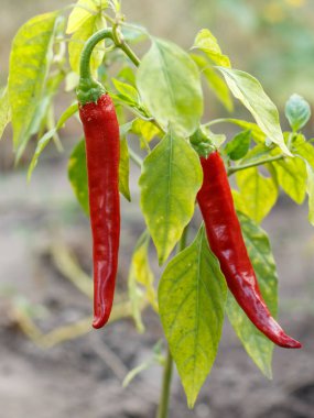 Chili Peppers bahçede bir Bush üzerinde olgunlaşma.