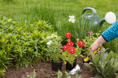Bahçıvan bir bahçe yatağında zeminde Verbena dikiyor.