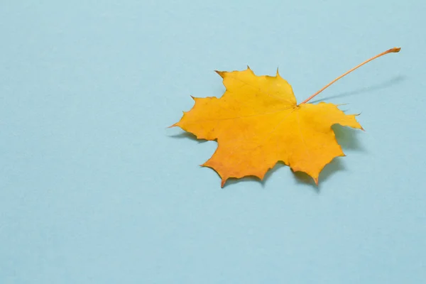 Feuille d'érable jaune automnale sur fond bleu . — Photo