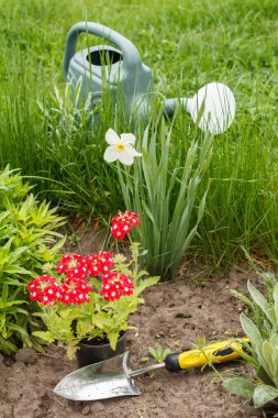 Verbena çiçekleri ve bahçe yatağında sulama kutusu..