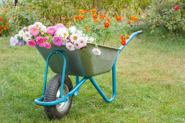 Jardín de verano con carretilla, flores y hierba . — Foto de Stock