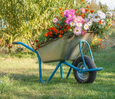 Yeşil çimlerin üzerinde el arabası olan yaz bahçesi.