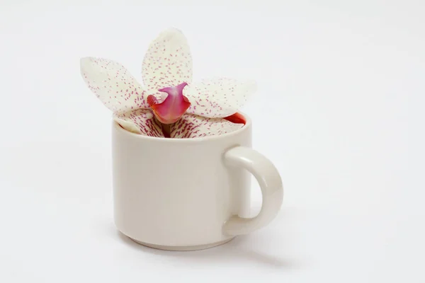 Xícara de café e orquídea em um fundo branco . — Fotografia de Stock